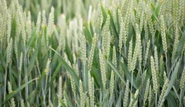 Monitor Farm Monday: Crop nutrition – including YEN nutrition